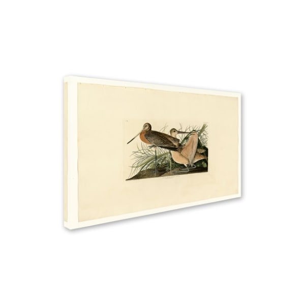Audubon 'Great Marbled Godwitplate 238' Canvas Art,22x32